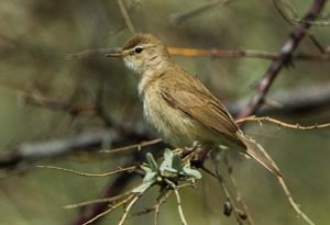 Халиу заараг